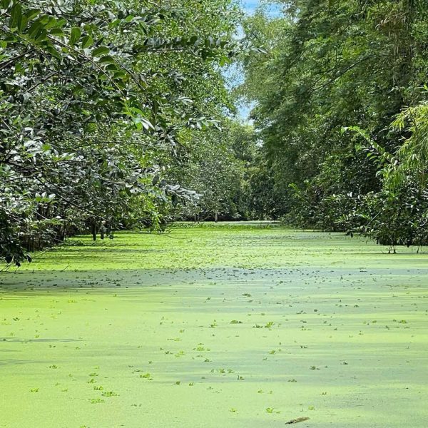LUNG NGỌC HOÀNG – A JOURNEY INTO THE WILD MEKONG