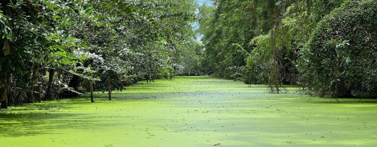LUNG NGỌC HOÀNG – A JOURNEY INTO THE WILD MEKONG